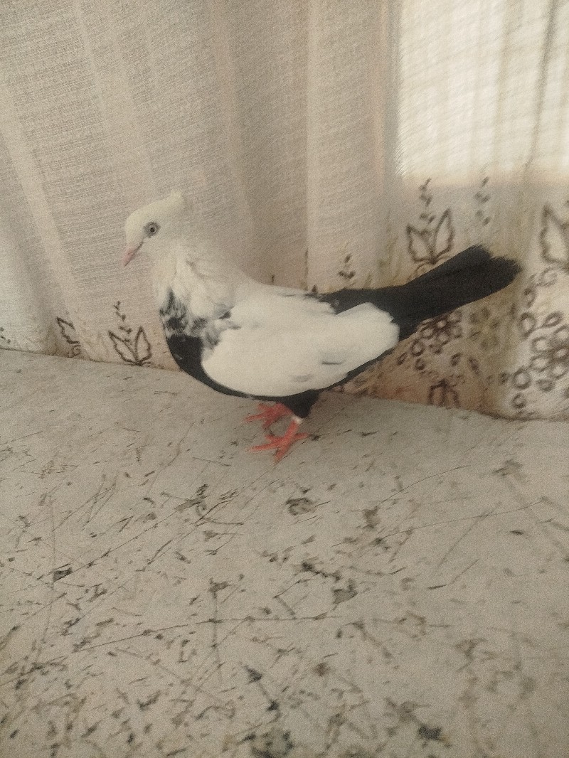 کبوتر سفید دم سیاه ماده