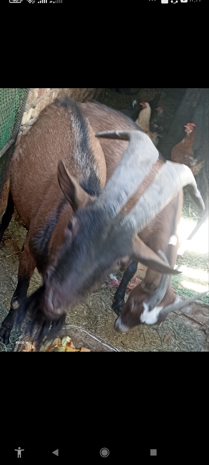 بر نر آلپاین