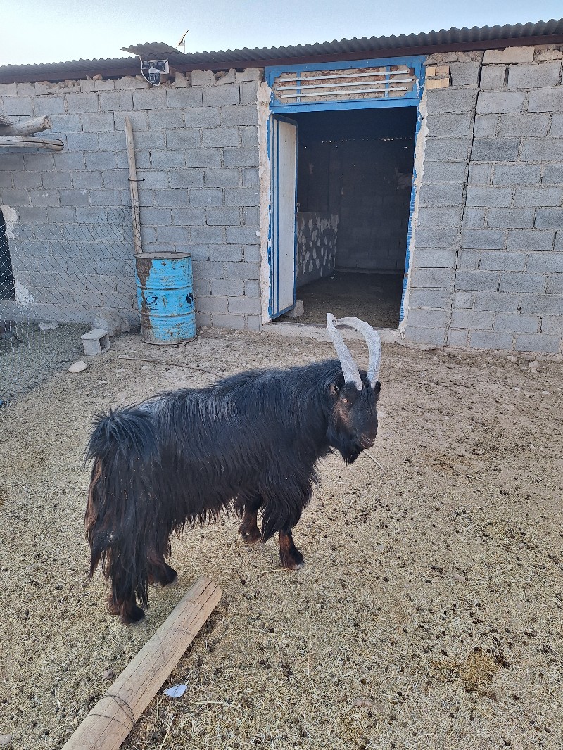 تصویر 3